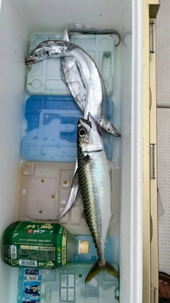 サバの釣果