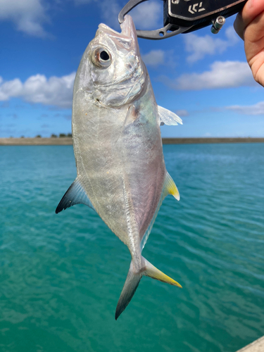 シマアジの釣果