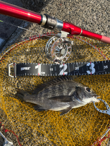 チヌの釣果