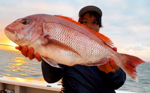 マダイの釣果