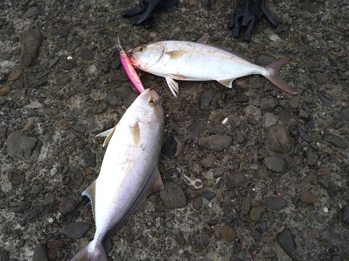 ショゴの釣果