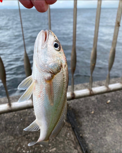 イシモチの釣果