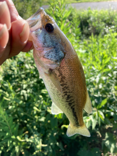 ラージマウスバスの釣果