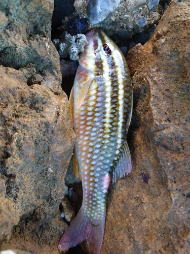 ホウライヒメジの釣果