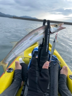 カマスの釣果