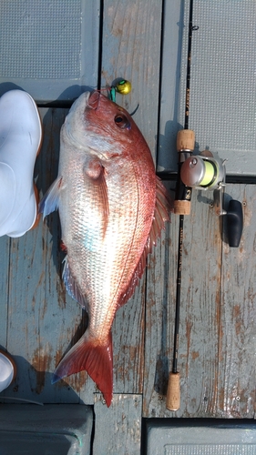 マダイの釣果