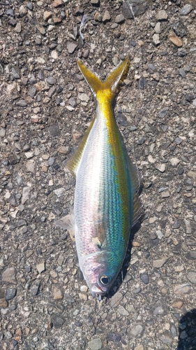 タカベの釣果