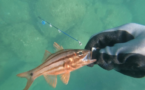 ネンブツダイの釣果