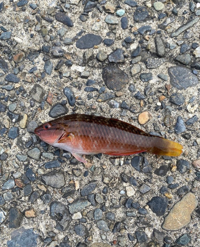 アカササノハベラの釣果