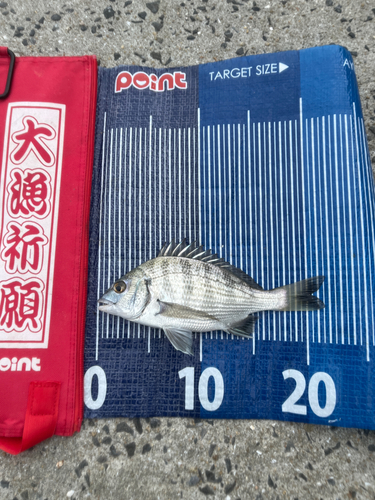 メイタの釣果