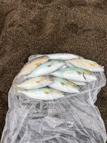 イナダの釣果