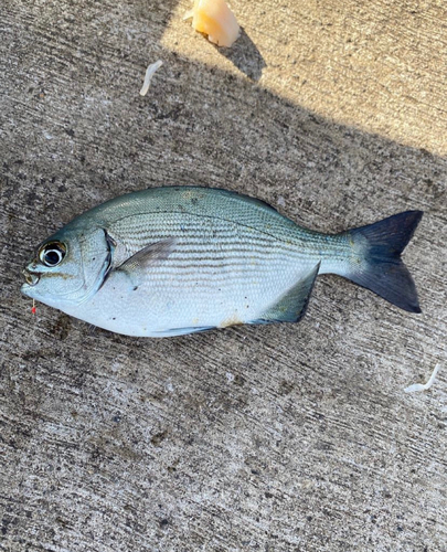 イスズミの釣果