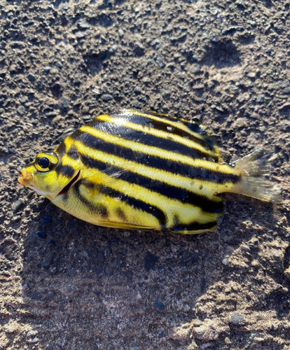 カゴカキダイの釣果