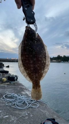 カレイの釣果