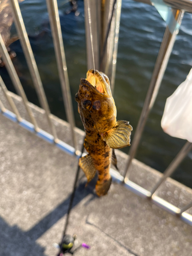 マハゼの釣果