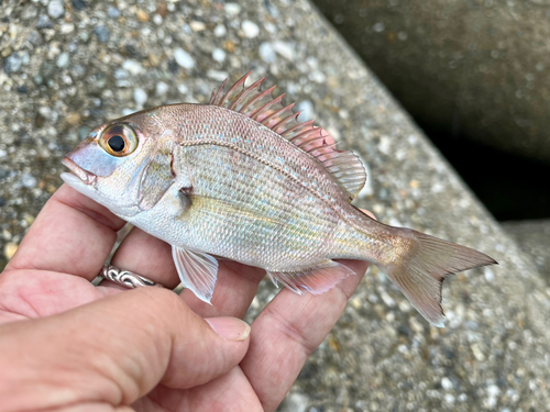 チャリコの釣果