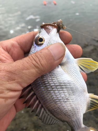 キビレの釣果