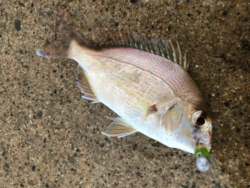 チャリコの釣果