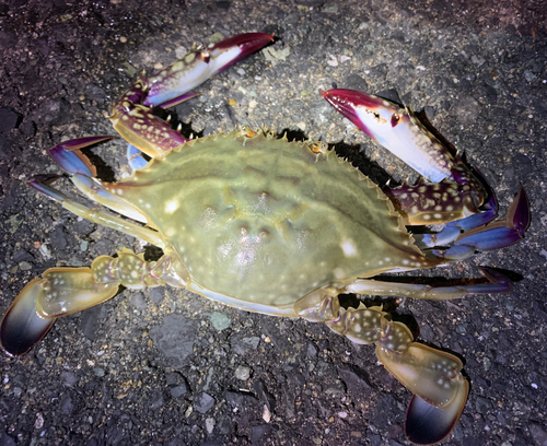 ワタリガニの釣果