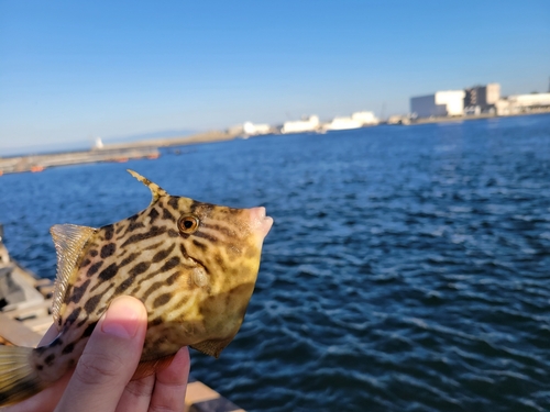 カワハギの釣果