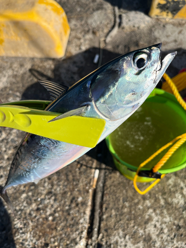 マルソウダの釣果