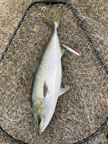 メジロの釣果