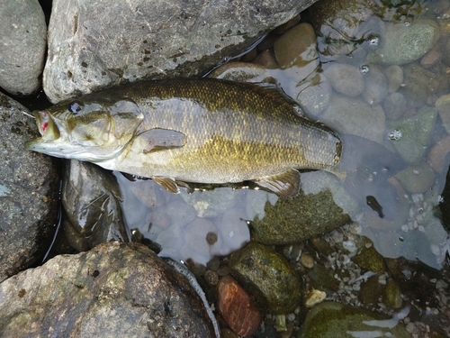 スモールマウスバスの釣果