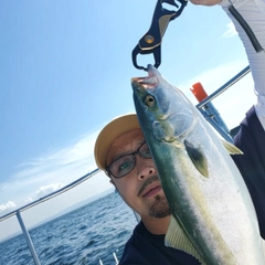 イナダの釣果