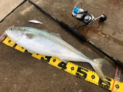 メジロの釣果