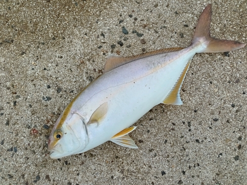 カンパチの釣果