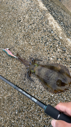 アオリイカの釣果