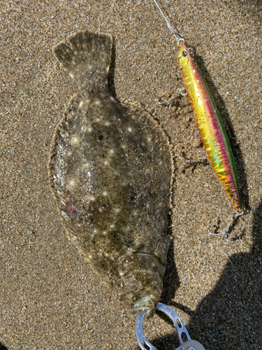 ソゲの釣果