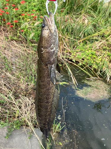 ライギョの釣果