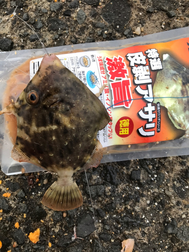 カワハギの釣果