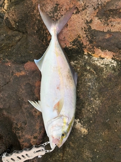 シオの釣果