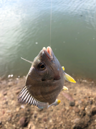 キビレの釣果