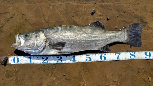 ヒラスズキの釣果