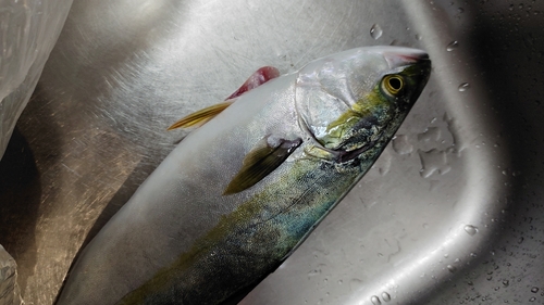 ハマチの釣果