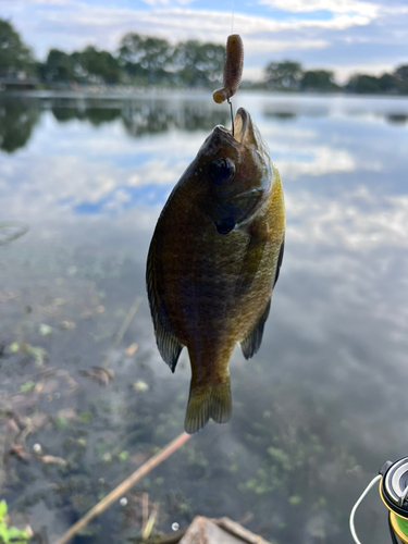 ブルーギルの釣果