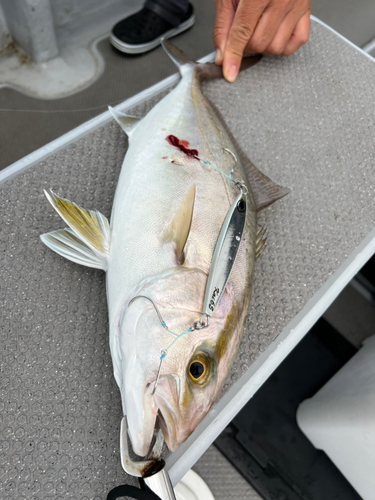 カンパチの釣果