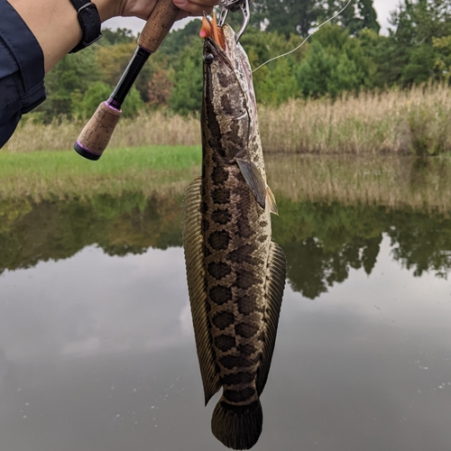 ライギョの釣果