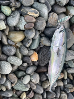 ソウダガツオの釣果