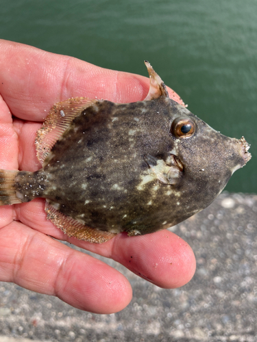 カワハギの釣果