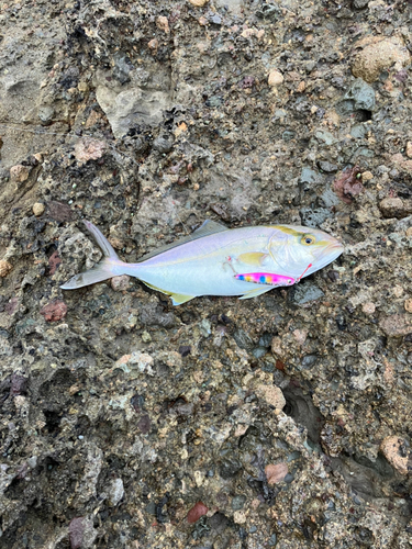 カンパチの釣果