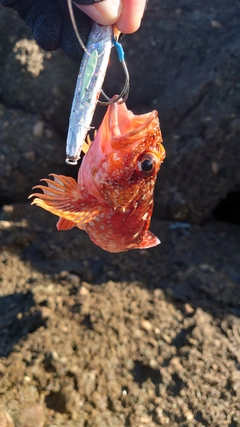 カサゴの釣果