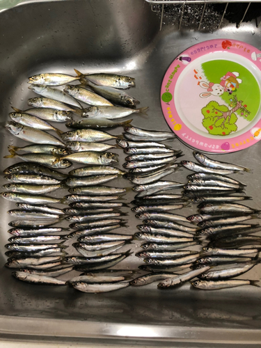 アジの釣果