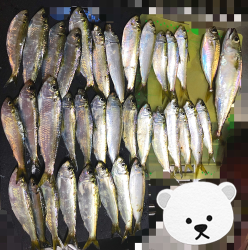 アジの釣果