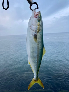 ツバイソの釣果