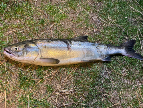 アキアジの釣果