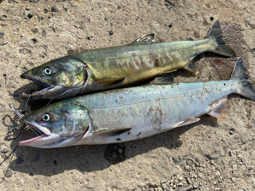 アキアジの釣果